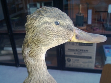 Determinazione Palmipede tre